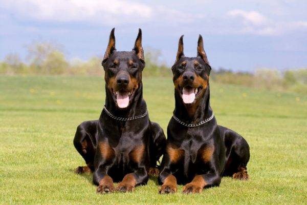 two dobermans