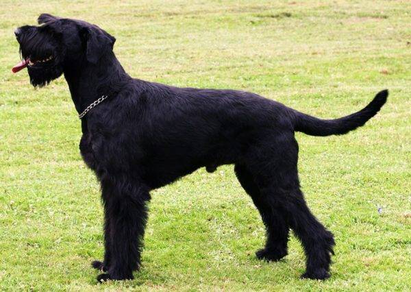 beautiful schnauzer