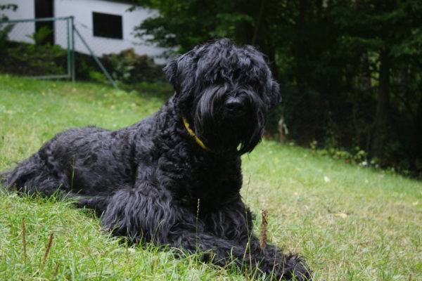 Russian Black Terrier (Stalin's dog)