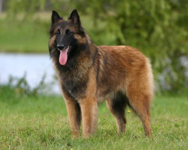Belgian Shepherd