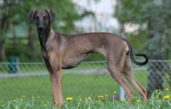 Servants dog breed read the article