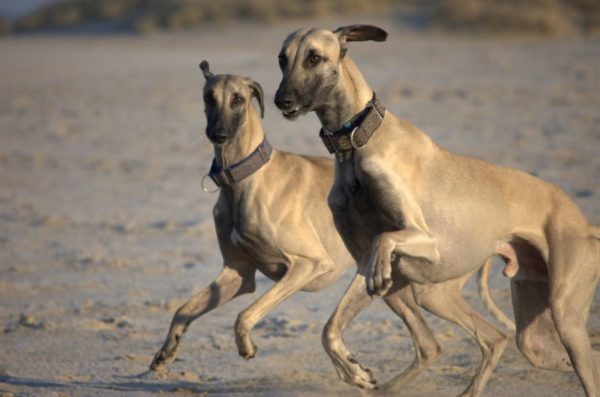 Servants of the breed