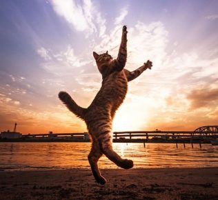 Dancing cat at sunset