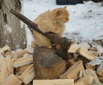 The cat is chopping wood