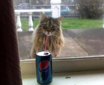 The cat drinks Pepsi