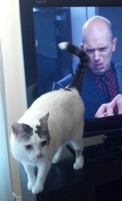Cat and TV