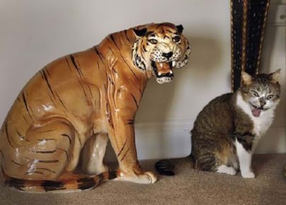 The cat imitates the tiger