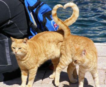 Cats from the tails painted a heart