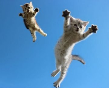 Kittens soaring in the sky