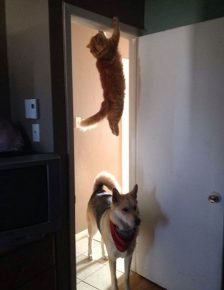 the cat is hiding from the dog in the doorway