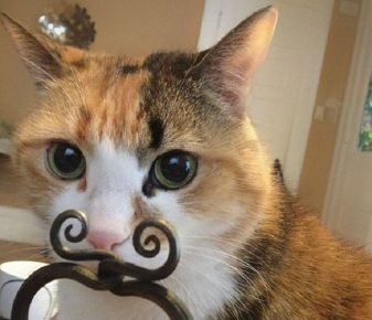 Kitty found a mustache
