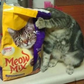 Cat with a package of feed