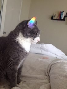 Rainbow on the Cat's Ear