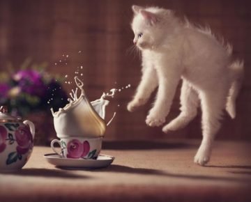 cat levitation in a cup of milk
