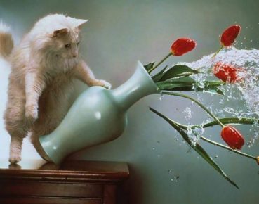 The cat overturns the vase