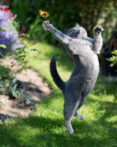 The dance of a cat with a butterfly