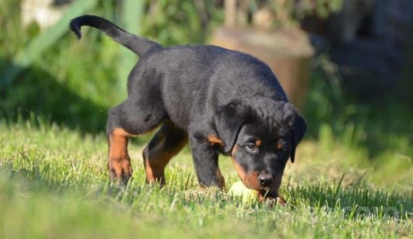 Smolanda hound read the article