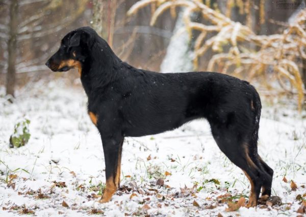 Smolanda hound breed description
