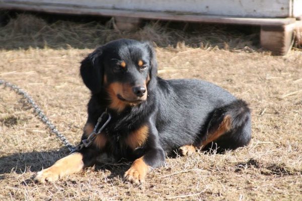 Smolanda hound lies