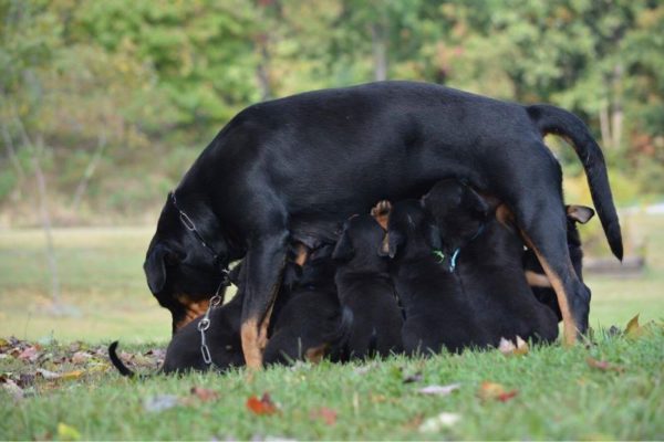 Smolanda hound with puppies