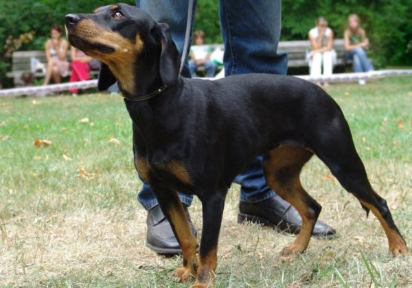Smolanda hound on the street