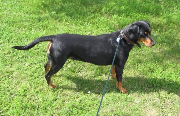 Smolanda hound walks