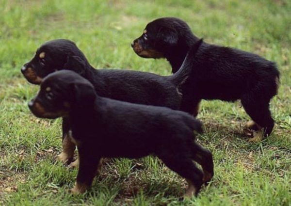 Puppies of the Smolanda hound
