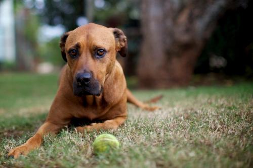 A dog swallows a foreign body - symptoms and treatment
