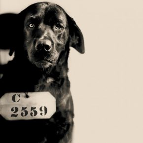 the dog who was sentenced to life imprisonment