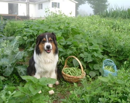 A dog in the garden - how to protect both the animal and garden