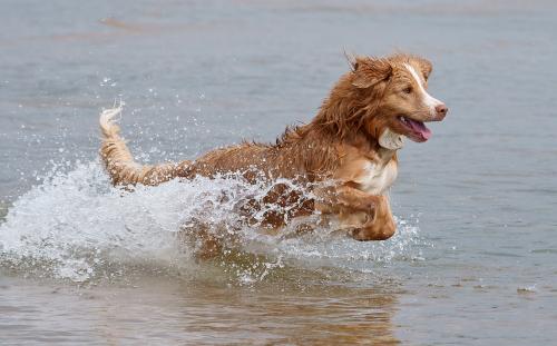 Dog in Water - Safe Pet Bathing