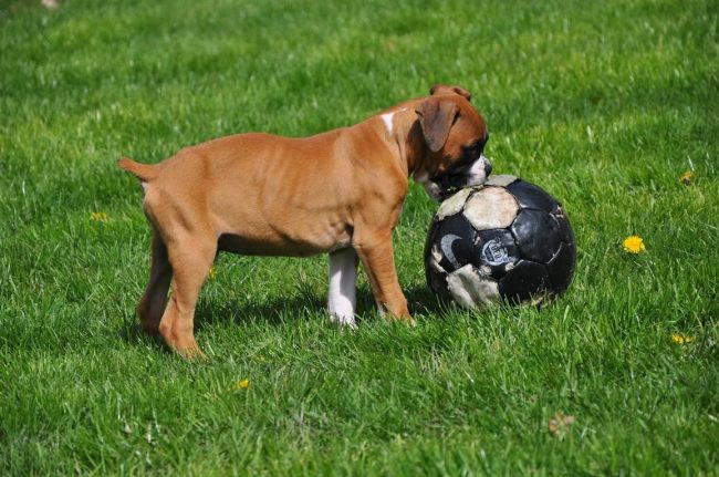 Active and healthy boxer puppy