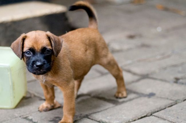 Adorable Boxer Puppy