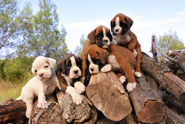 Boxer puppies - well-fed and strong kids