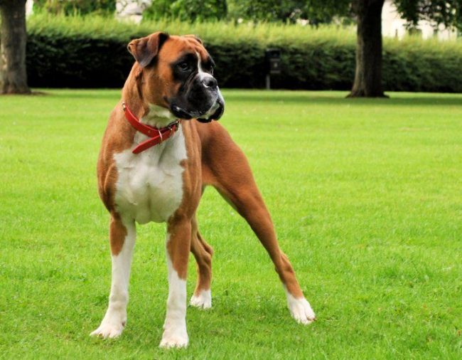German boxer is a very clean dog