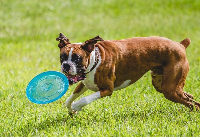 Boxers, like children - love to frolic