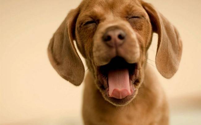The dog is sneezing. What to do