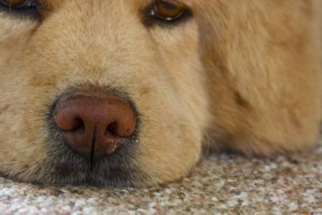 Allergies in a dog when sneezing