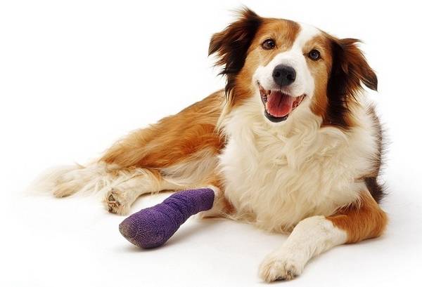 Dog Injury