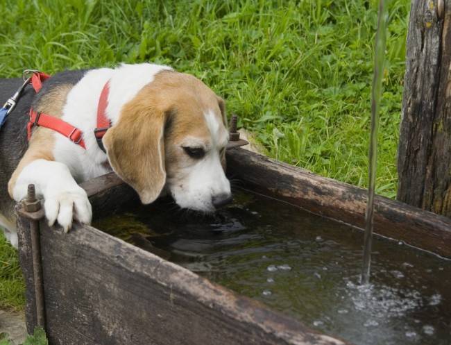 Infectious Disease while Sneezing in Dogs