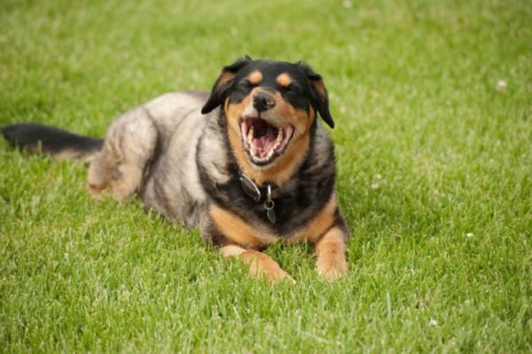 Why do dog sneezing occur in a dog?