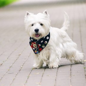 West Highland White Terrier for a walk