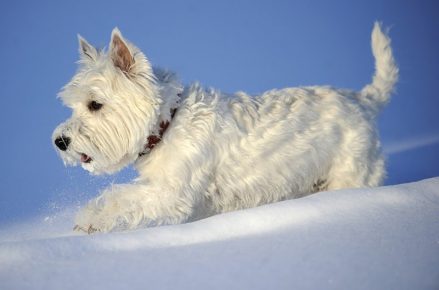 West Highland White Terrier in the Snow
