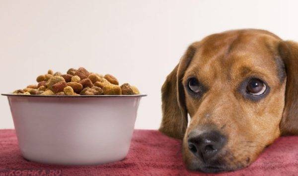 The dog stopped eating dry food read the article