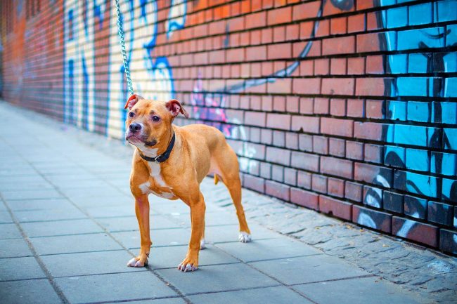 The American Pit Bull Terrier is a gentle, loyal companion with a great desire to please its owner