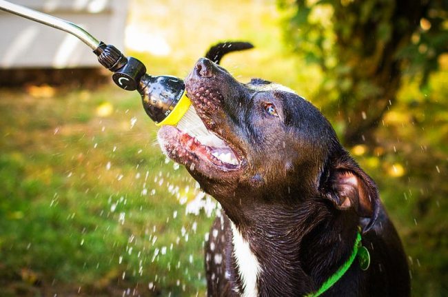 Pit bulls are very curious, they are ready to learn and explore the world every second