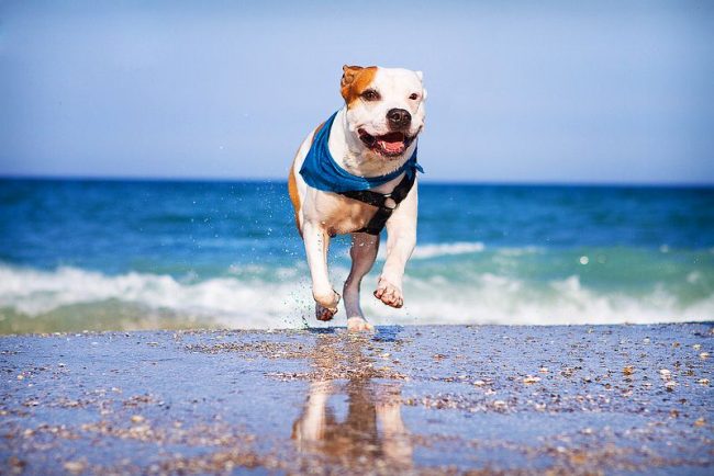 The American Pit Bull Terrier is an unpretentious dog, the care of which is simple
