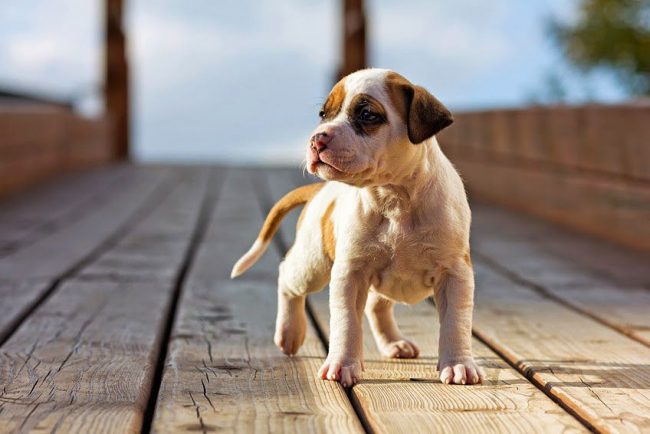 These are funny dogs in which children's spontaneity and playfulness are combined with the attentiveness and prudence of a wise dog.