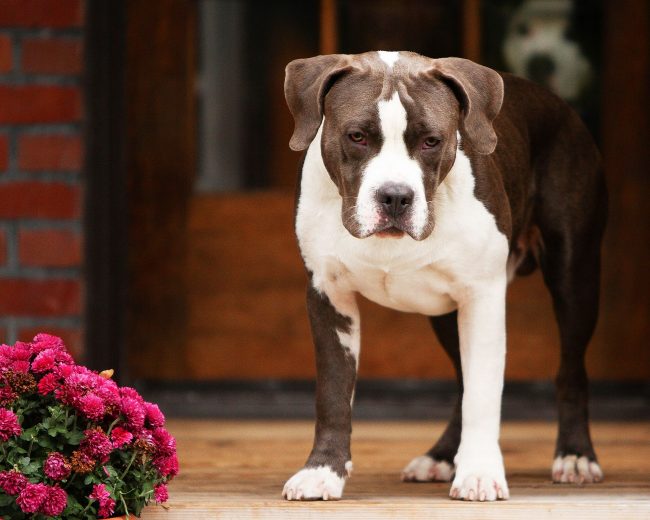 These dogs are known for their tolerance of children who can pull their ears, tail, etc.