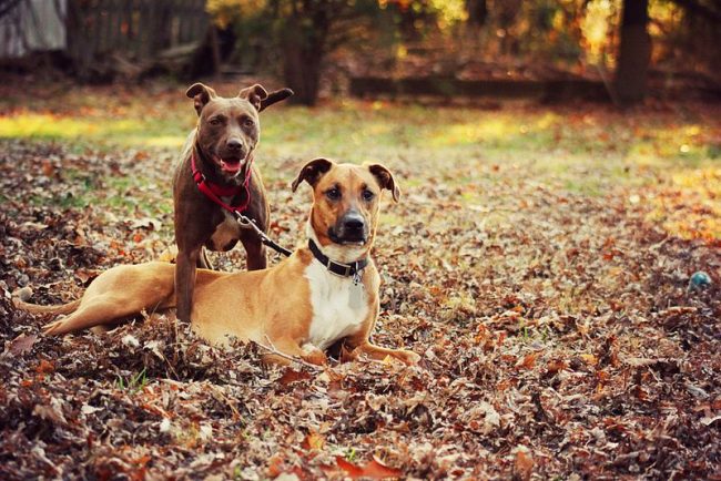 A pit bull dog will always delight family members with his high spirits and balanced, flexible disposition.